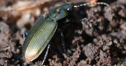 Réf. 355 072 : Poecilus sp.